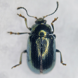 Phratora vitellinae Phratora vitellinae